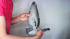 Pigeon image