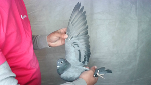 Pigeon image