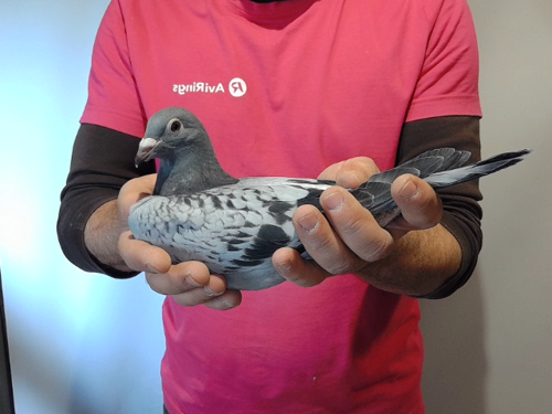 Pigeon image