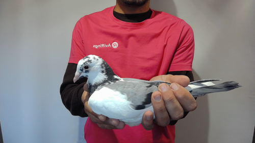 Pigeon image