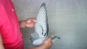 Pigeon image