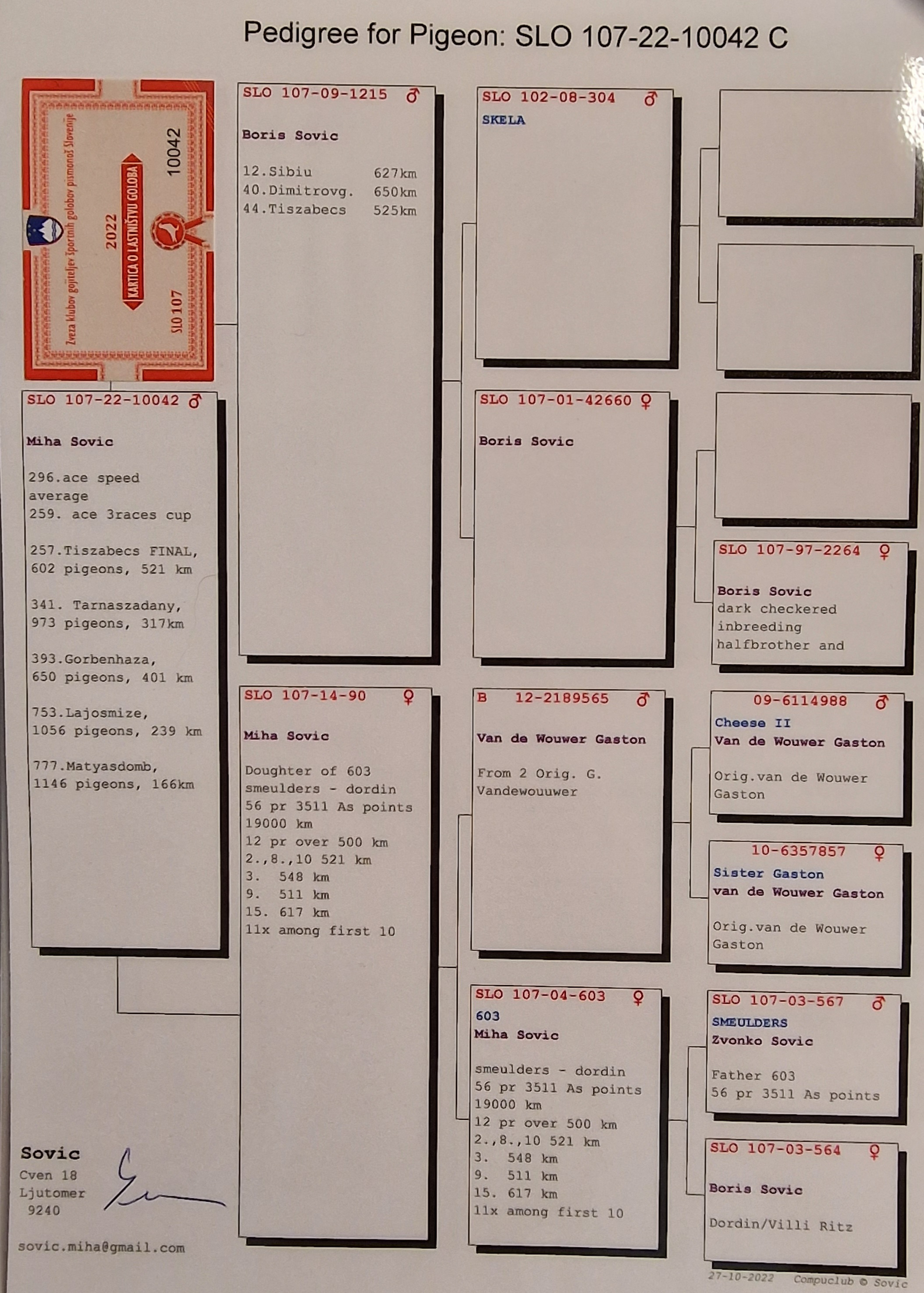 Pigeon pedigree image