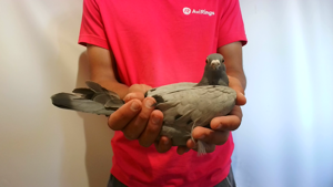 Pigeon image