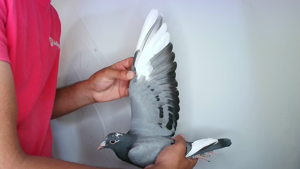 Pigeon image