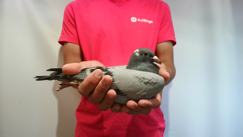 Pigeon image