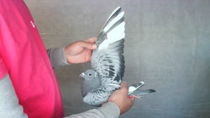 Pigeon image