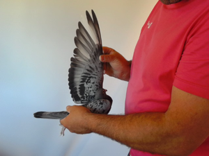 Pigeon image