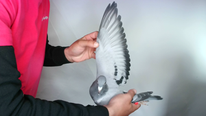 Pigeon image