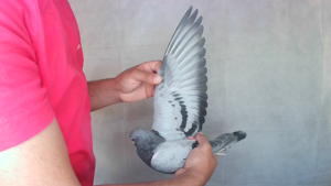 Pigeon image