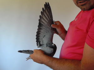 Pigeon image