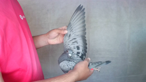 Pigeon image
