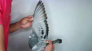 Pigeon image