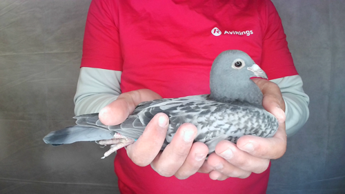 Pigeon image