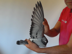 Pigeon image