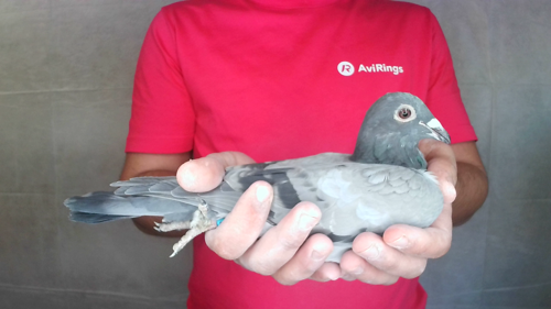 Pigeon image