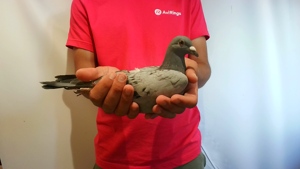 Pigeon image