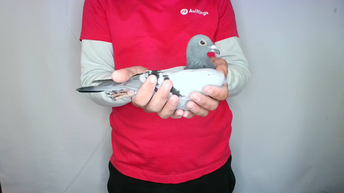 Pigeon image