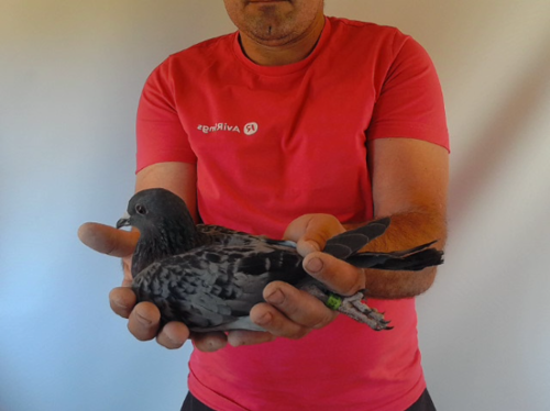 Pigeon image