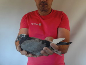 Pigeon image