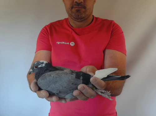 Pigeon image