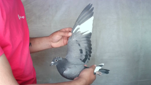 Pigeon image