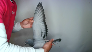 Pigeon image