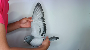 Pigeon image