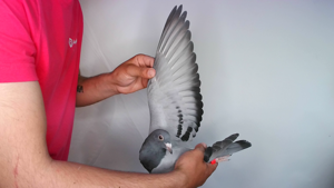 Pigeon image