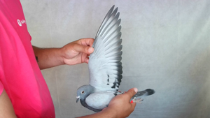 Pigeon image