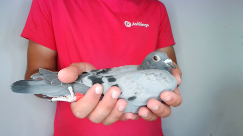 Pigeon image