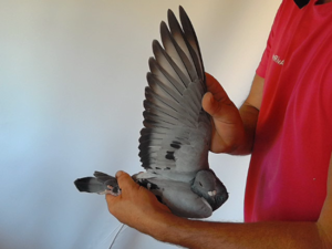 Pigeon image