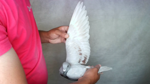 Pigeon image
