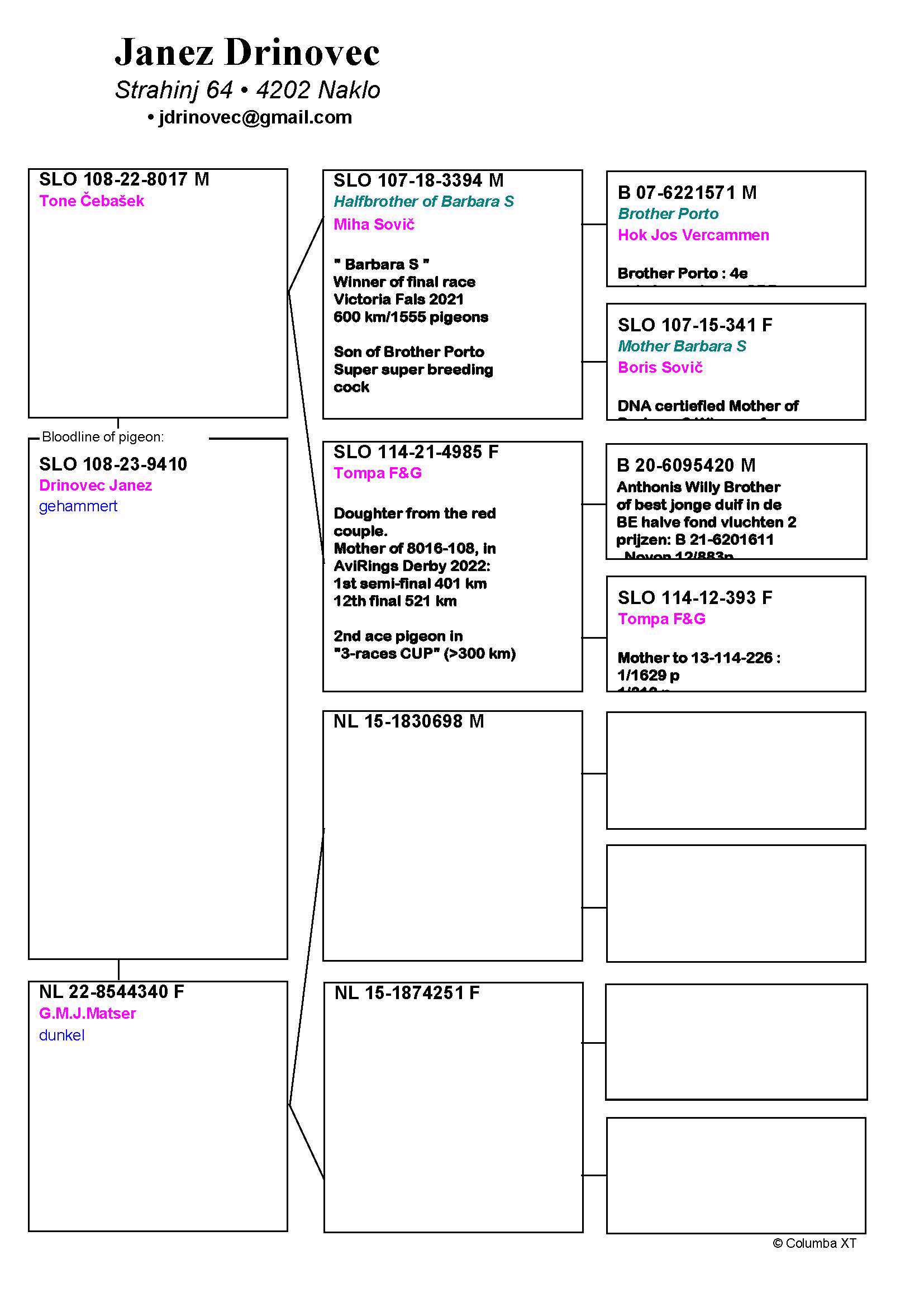 Pigeon pedigree image