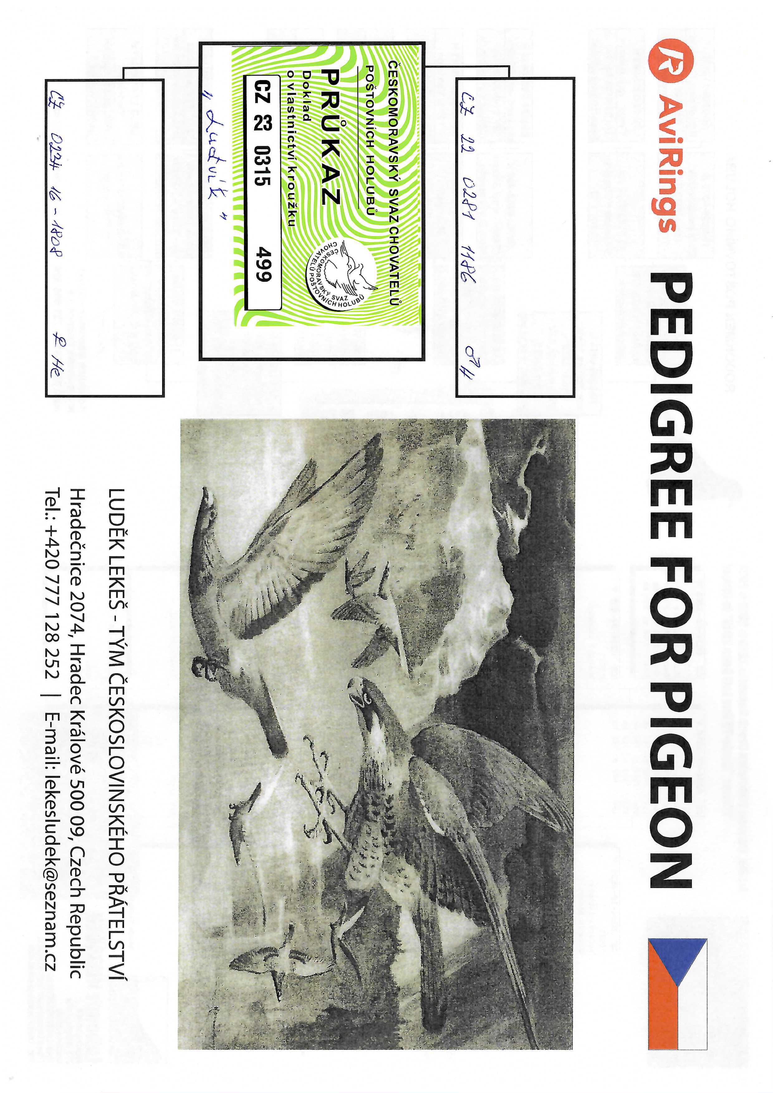 Pigeon pedigree image