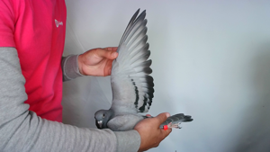 Pigeon image