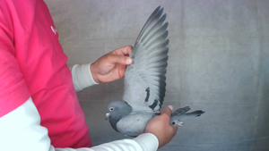 Pigeon image