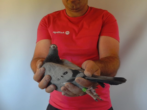 Pigeon image