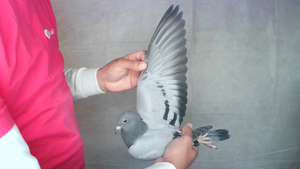 Pigeon image