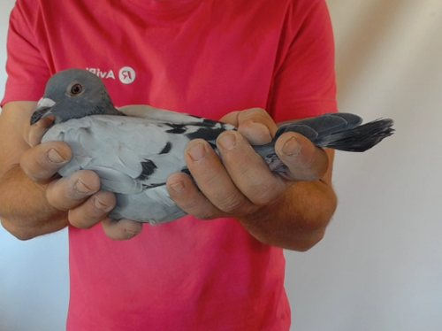 Pigeon image