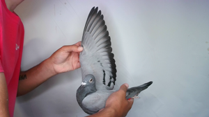 Pigeon image
