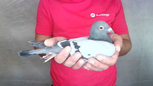 Pigeon image