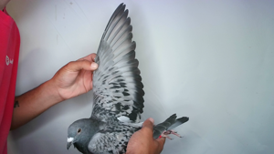 Pigeon image