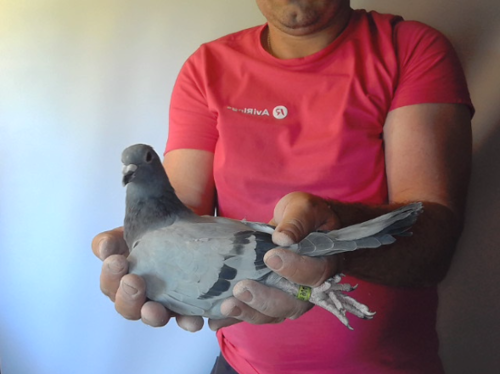 Pigeon image