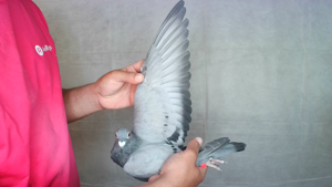 Pigeon image
