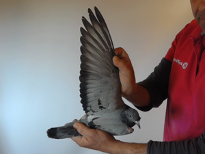 Pigeon image
