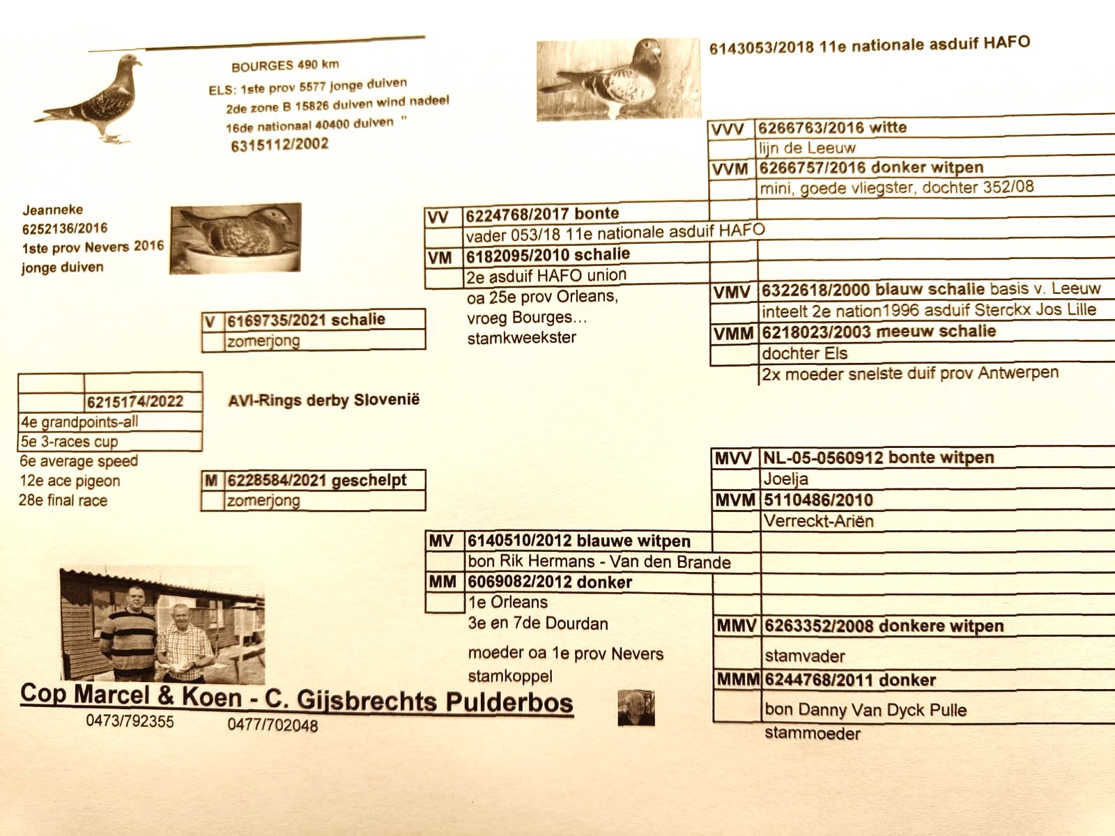 Pigeon pedigree image