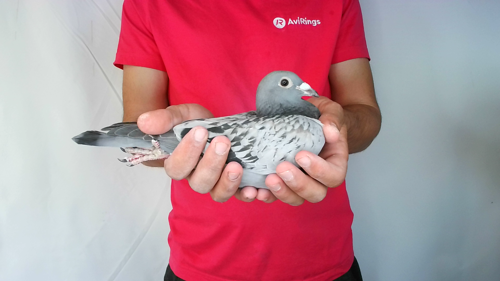 Pigeon image
