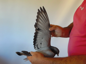 Pigeon image