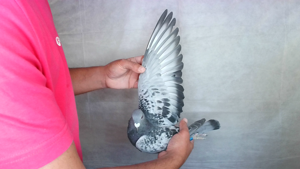 Pigeon image