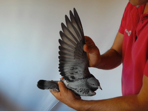 Pigeon image